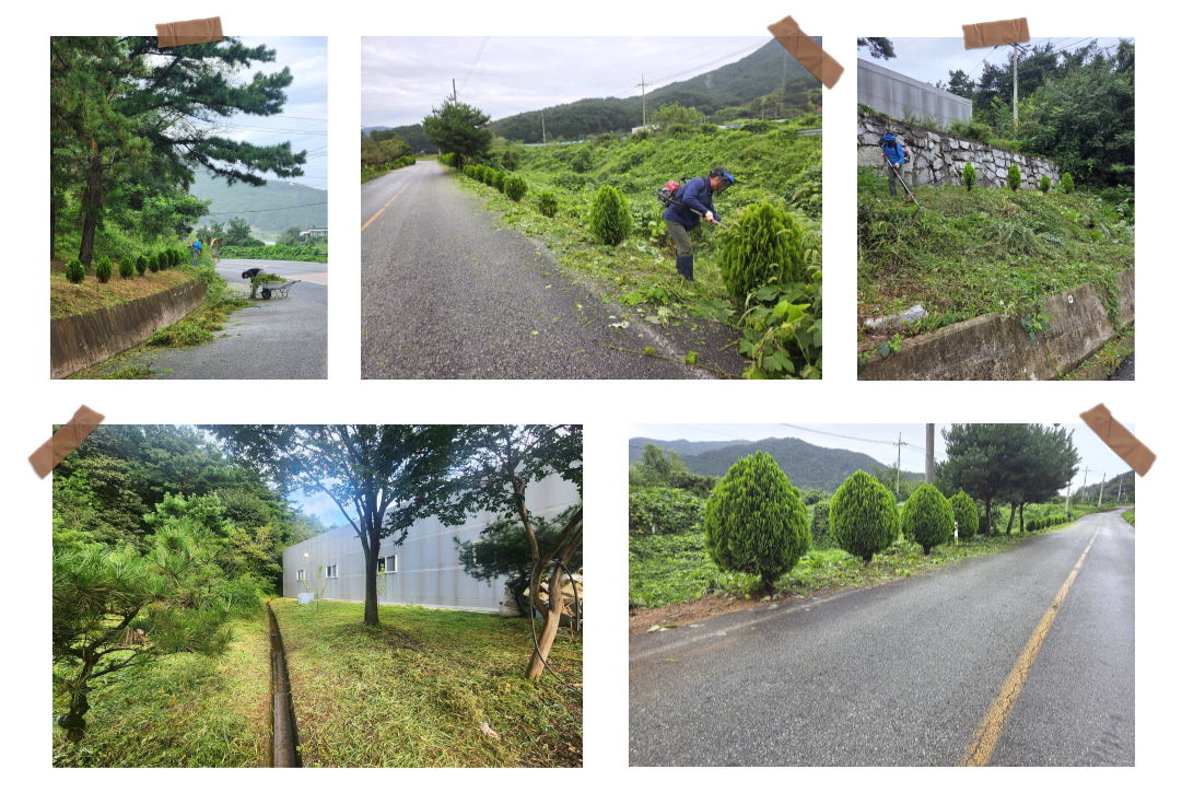 [에이스후레쉬] 호남센터 예초작업 및 주변정리